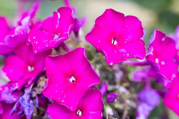 Closeup Phlox Drummondii Beautiful Purple Flowers — Stock Photo, Image