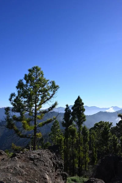 Bomen Bergen Met Prachtig Uitzicht — Stockfoto