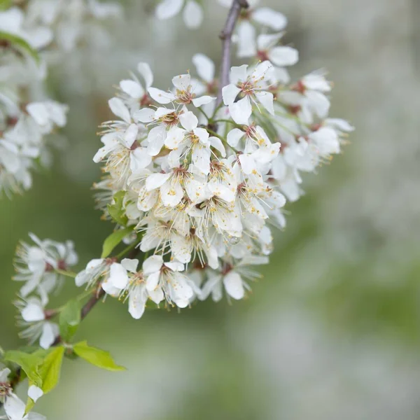 Detailní Záběr Třešňové Květy Izolované Rozmazaném Pozadí — Stock fotografie
