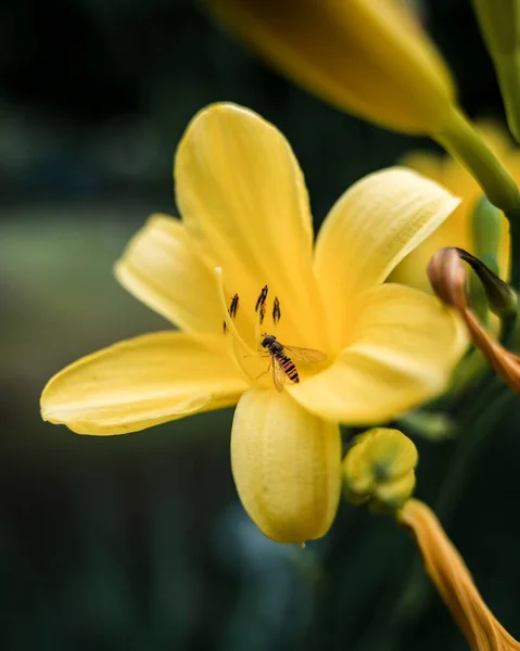 Gros Plan Une Mouche Sur Une Fleur Jonquille Jaune Fond — Photo