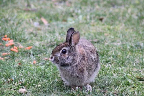 Tarlada Avrupalı Şirin Bir Tavşan Başka Tarafa Bakıyor — Stok fotoğraf