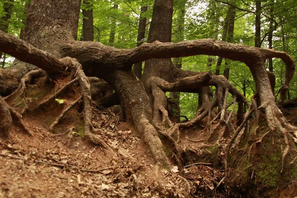 森の中の木の大規模な根系の低角度ビュー — ストック写真