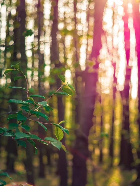 Güneş Batarken Yeşil Bir Ormanın Dikey Görüntüsü — Stok fotoğraf