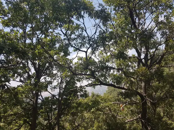Прекрасный Снимок Деревьев Растущих Лесу Солнечный День — стоковое фото