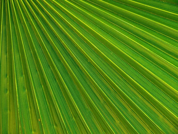 Een Close Shot Van Een Groene Plant Vel Textuur — Stockfoto