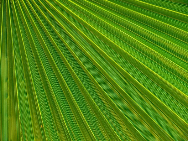 Primo Piano Una Pianta Verde Texture Foglia — Foto Stock