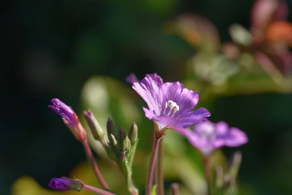 Gros Plan Fleurs Clocher Isolées Dans Fond Nature Floue — Photo