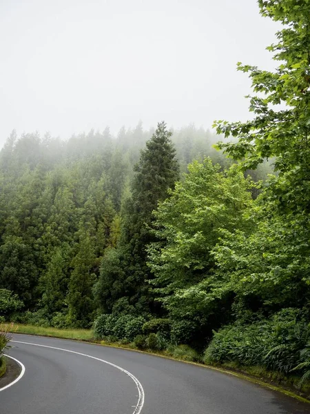 Een Verticaal Schot Van Een Straat Met Bos Bomen Aan — Stockfoto