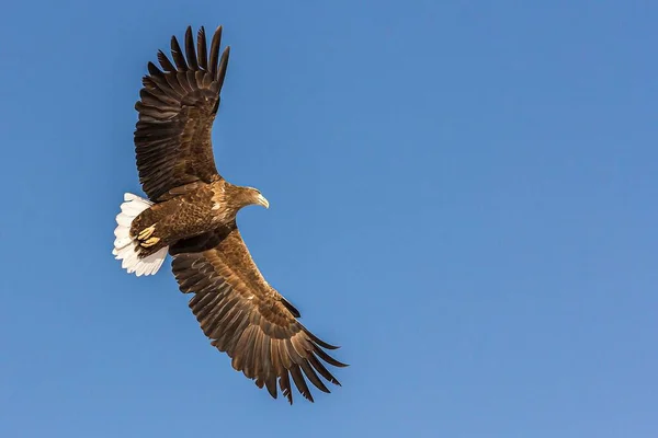 Ein Seeadler Fliegt Himmel — Stockfoto