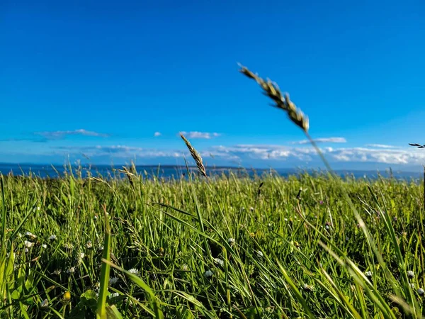 背景是麦田和蓝天的草场的浅景 — 图库照片