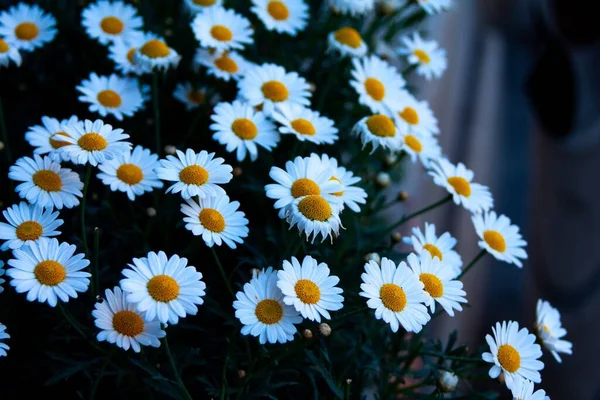 Eine Nahaufnahme Schöner Gänseblümchen Die Einem Sonnigen Tag Einem Garten — Stockfoto