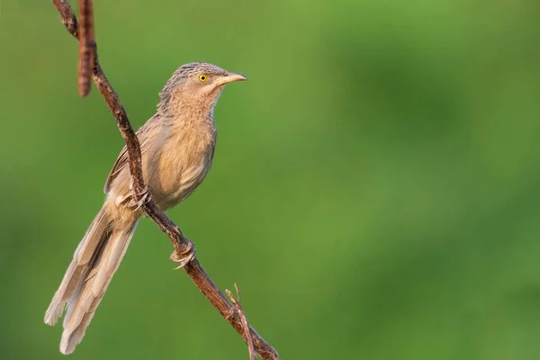 Primer Plano Balbuceador Selva Descansando Una Rama — Foto de Stock