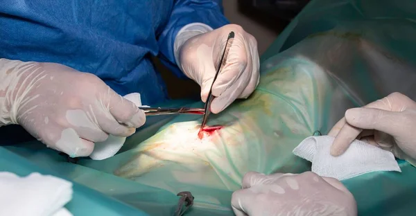 Крупним Планом Кваліфіковані Хірурги Виконують Делікатну Операцію — стокове фото
