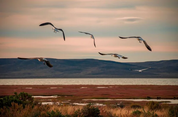Ett Vackert Landskap Måsar Svävar Solnedgång Rio Gallegos Argentina — Stockfoto