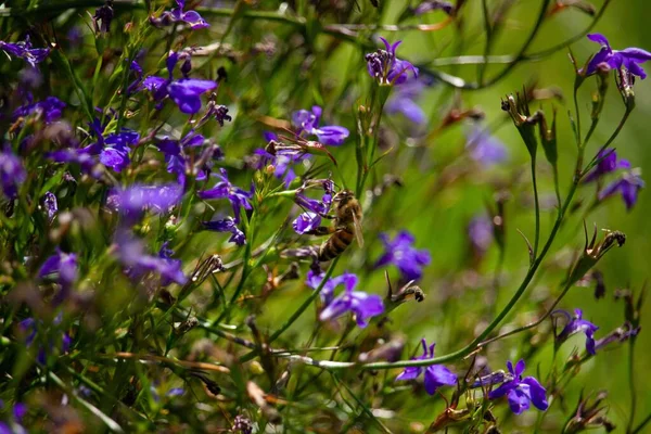 Eine Nahaufnahme Lila Lobelias Blühte Auf Einem Feld — Stockfoto