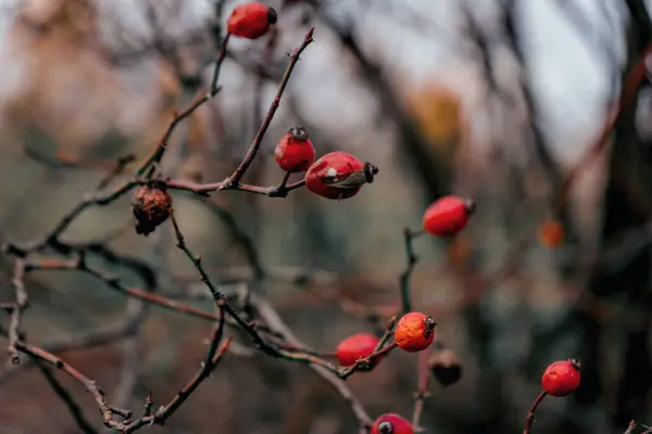 Detailní Záběr Suchých Kyčlí Růží Stromě Podzim — Stock fotografie