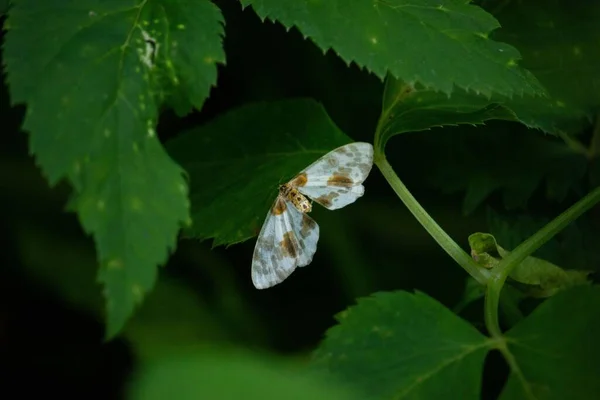 Une Adorable Pie Nuageuse Sur Une Feuille Verte Luxuriante — Photo