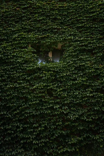 Függőleges Közelkép Egy Fal Épület Teljesen Zöld Sűrű Borostyán Levelek — Stock Fotó