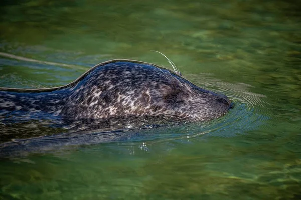 Closeup Shot Seal Swimming Water — Stock Photo, Image