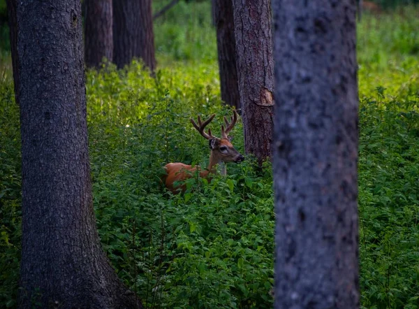 Hermoso Ciervo Con Cuernos Bosque — Foto de Stock