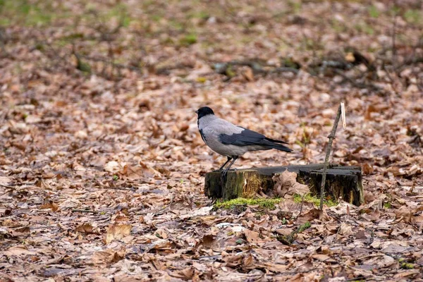 Closeup Shot Hooded Crow Forest Autumn — Stock Photo, Image