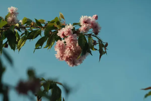 Крупный План Розовых Вишневых Цветов Цветущих Ветке Дерева — стоковое фото