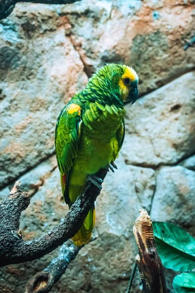 Egy Függőleges Közelkép Egy Gyönyörű Sárgafejű Amazon Papagájról Zöld Tollazattal — Stock Fotó