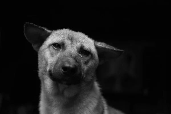 Grayscale Closeup Shot Sad Heartbroken Dog Tears His Eyes Being — Stock Photo, Image