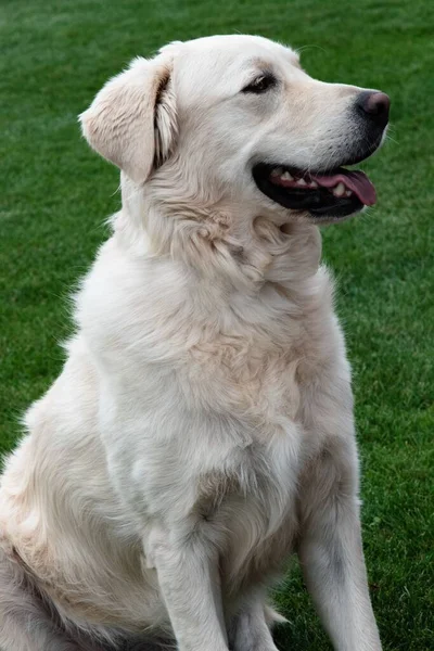 Golden Retriever Henry Ogrodzie — Zdjęcie stockowe