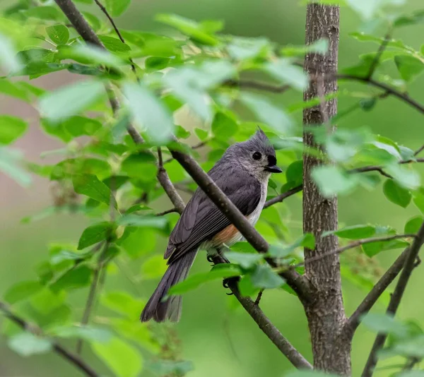 Primer Plano Pequeño Pájaro Gris Sentado Una Rama Árbol Detrás —  Fotos de Stock