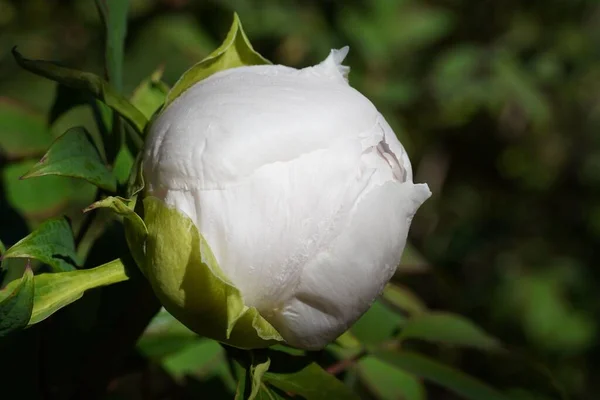 Ένα Κοντινό Πλάνο Της Λευκής Camellia Japonica Bud Στον Βοτανικό — Φωτογραφία Αρχείου