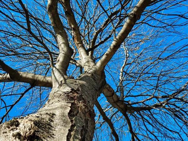 Ένα Χαμηλό Πλάνο Ενός Δέντρου Χωρίς Φύλλα Στο Φόντο Του — Φωτογραφία Αρχείου