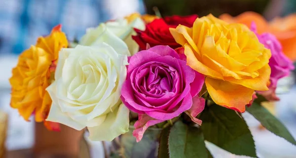 Close Rosas Coloridas Crescendo Vaso — Fotografia de Stock