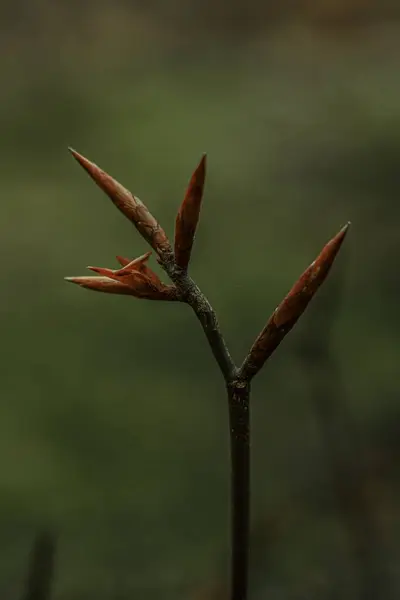 Küçük Yaprak Tomurcuklarının Dikey Yakın Plan Çekimi Bulanık Arka Planda — Stok fotoğraf
