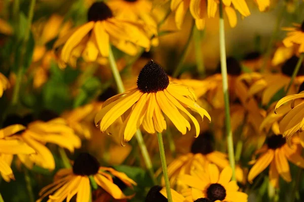 Primer Plano Suave Flor Conejo Amarillo Jardín Bajo Luz Del —  Fotos de Stock