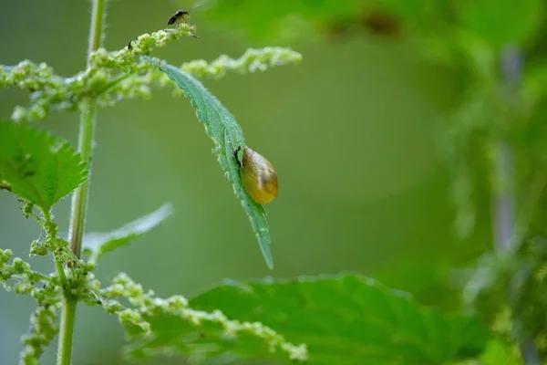 Selective Focus Shot Slug Green Plant Leaf — Stock Photo, Image