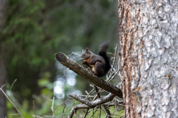 木の枝のリスのクローズアップはヘーゼルナッツを食べる — ストック写真