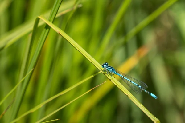 Mise Point Sélective Une Libellule Sur Une Herbe — Photo