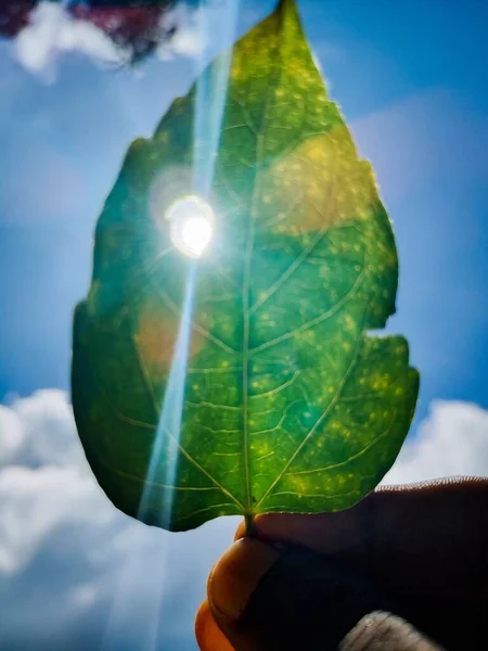 Ett Löv Blomma Mot Himlen Solen Skiner Inifrån Hålet Lövet — Stockfoto