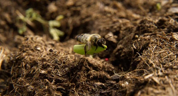 Zbliżenie Pszczoły Liściastej Niosącej Liść Megachilidae — Zdjęcie stockowe
