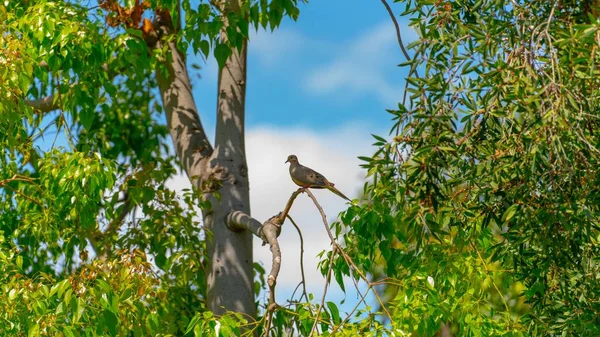青い空の下で公園の緑の木の枝に座っている美しい追悼鳩のクローズアップ — ストック写真