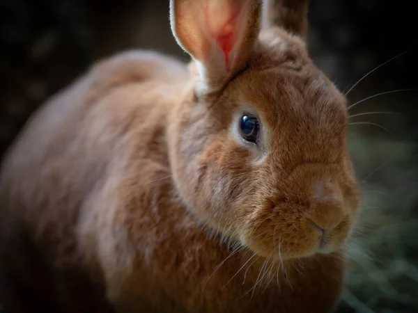 Cute Little Rabbit Close — Stock Photo, Image