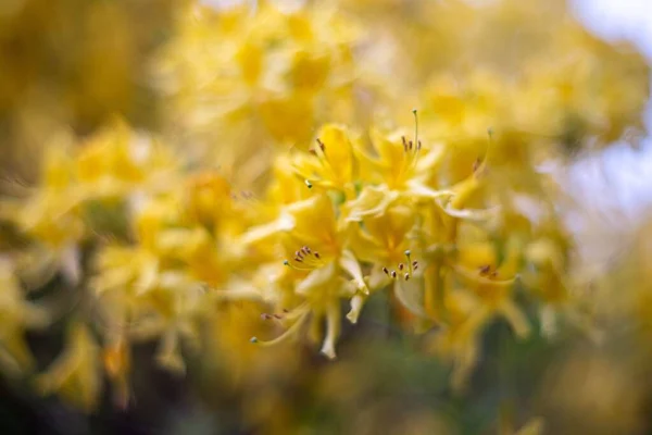草地上的黄花植物的近景 — 图库照片