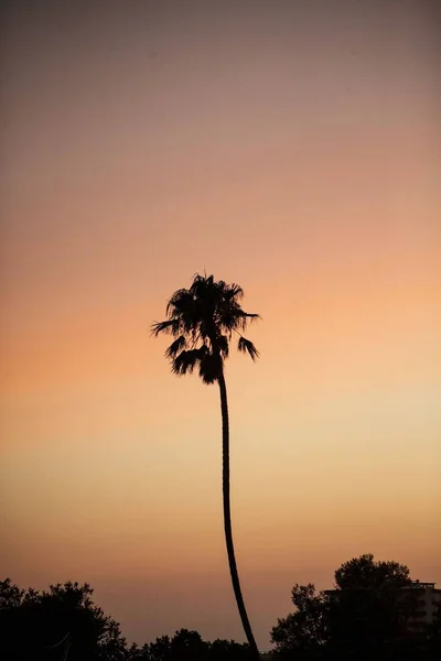 日落时分 棕榈在橙色天空中的轮廓 — 图库照片