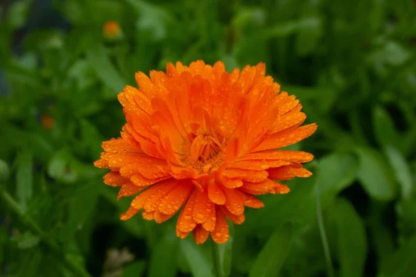 Doğada Küçük Damlaları Olan Turuncu Bir Marigold Yakın Çekim — Stok fotoğraf