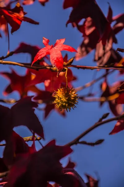 Primer Plano Hojas Rojas Otoño Sobre Fondo Borroso —  Fotos de Stock