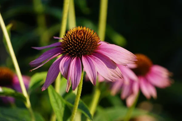 在阳光下 在花园里拍了一张紫色菊花的特写照片 — 图库照片