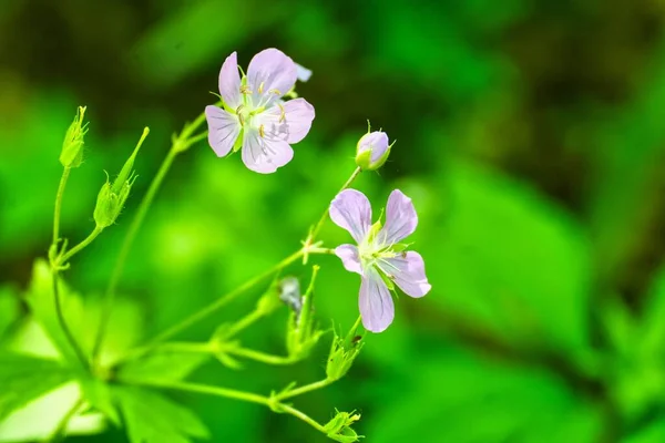 Nærbillede Sarte Skov Geranium Blomster Med Sløret Baggrund - Stock-foto