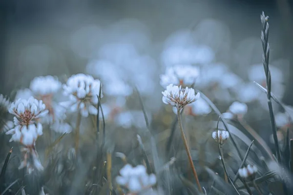 Detailní Záběr Bílých Jetelových Květin Rostoucích Trávě — Stock fotografie