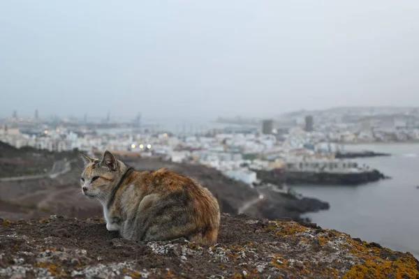 Gato Una Roca Con Hermosa Vista Sobre Mar — Foto de Stock